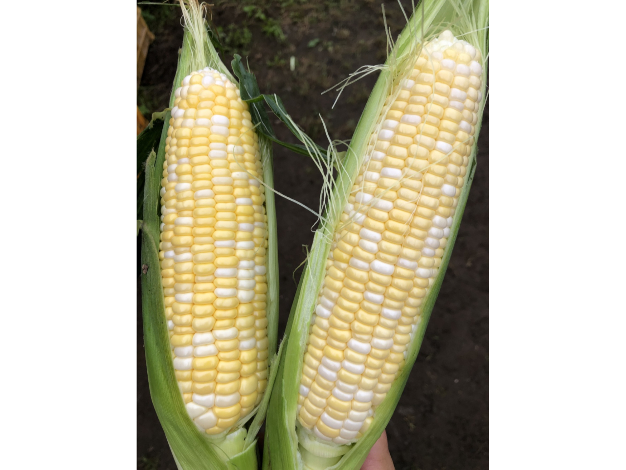 ܂Ńt[ĉ悤ȃgERVuh`Fh[v@؂͂̎ƂɎnôقȂ܂B̎ɉno邩͎Oɂ₢킹I