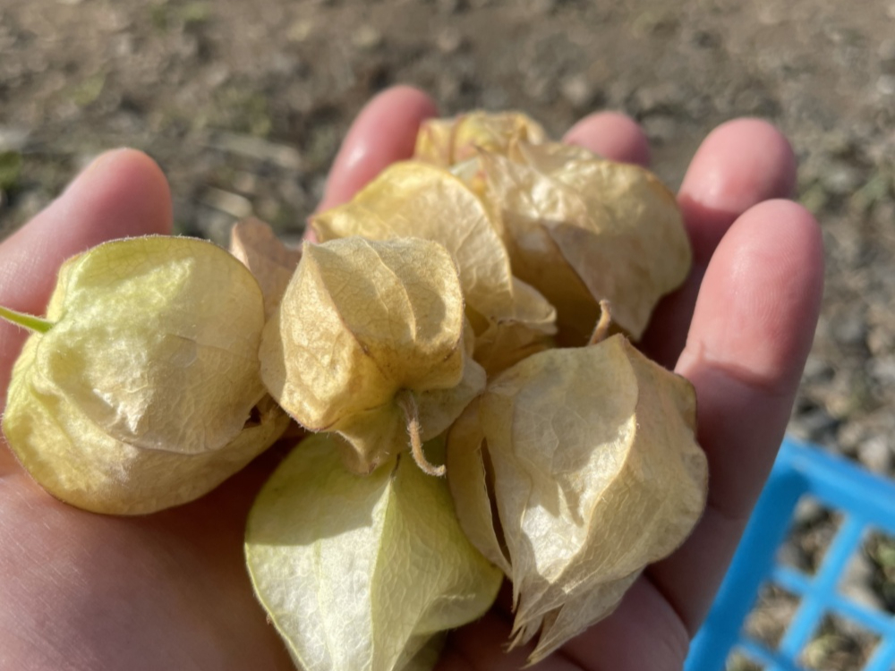 HׂzIYLILfB^I@؂͂̎ƂɎnôقȂ܂B̎ɉno邩͎Oɂ₢킹I