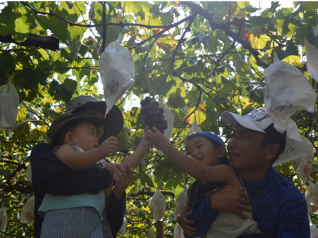 ≪ぶどう狩り≫/みよばあちゃんのぶどう畑 - じゃらん遊び体験