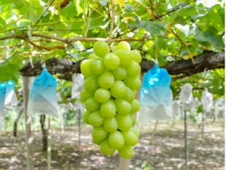 シャインマスカットです!