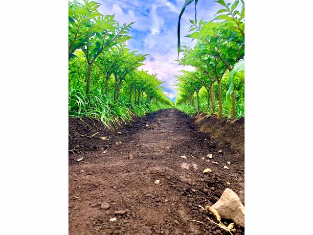 エコファーマー認定や天皇杯受賞の小山農園で こんにゃく堀り トップレベルの栽培技術を誇るこんにゃく芋の生産農家の芋掘り体験 ファミリーにおすすめ 天皇杯受賞の小山農園 じゃらん遊び体験 エコファーマー認定や天皇杯受賞の小山農園で こんにゃく堀り トップレベルの栽培技術を誇るこんにゃく芋の生産農家の芋掘り体験 ファミリーにおすすめ 天皇杯受賞の小山農園 じゃらん遊び体験