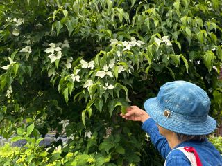 noconocoya の敷地内に生えているヤマホウシ。素敵な色に染まるのよ!と講師のおすすめ!6月はヤマボウシに決定!