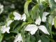 ヤマボウシの花も使います!枝ごと切り取って乾燥させておきます!