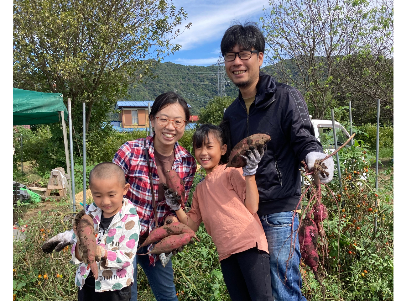 芋ほり体験☆1人1kg持ち帰り】紅はるか・安納芋とシルクスイートを収穫
