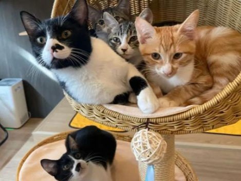 上の段左から看板猫のまるちゃん、(奥)もちちゃん(手前)こてつくん、ほっけくん