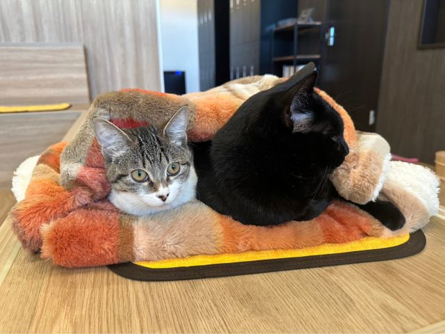 看板猫のもちちゃん(左)とくまくん(右)