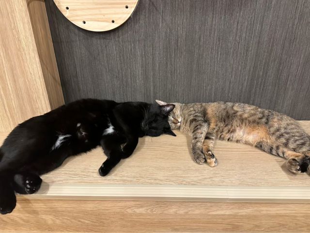 看板猫のクマくん(左)ともみじちゃん(右)