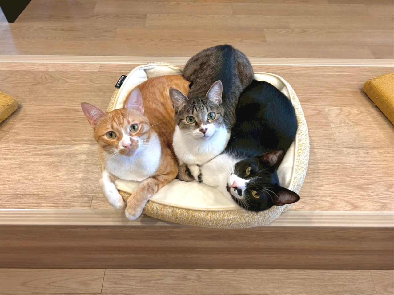 2時間利用ご予約【猫カフェ(時間選択制)+ワンドリンク付】ゆっくり