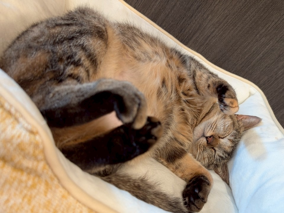 ���炵���Q��������Ă���邩���c