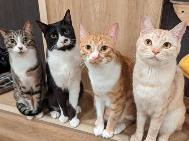 こてつくんとまるくんとほっけくんと茶々丸くん