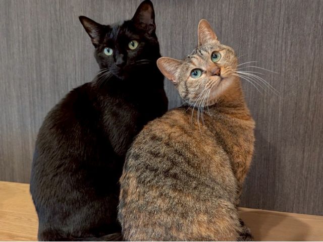 左 くま君 右 もみじちゃん