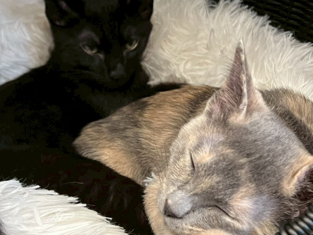 左 おはぎくん 右 おこげちゃん