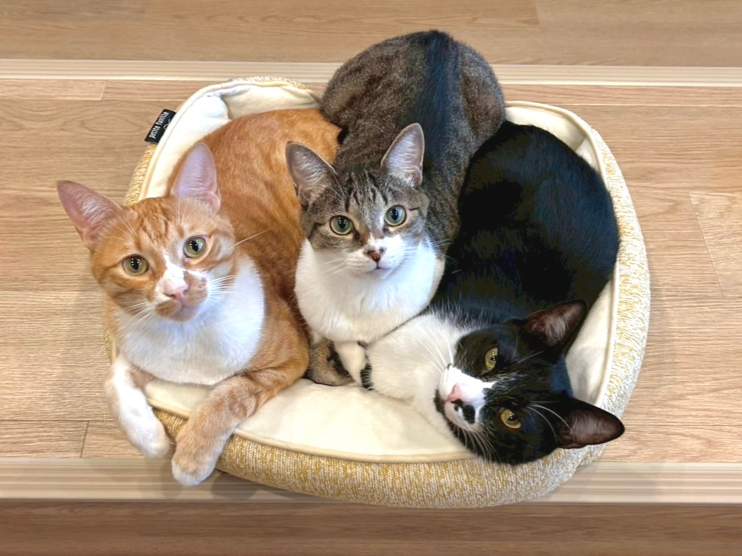 左 ほっけ君 真ん中 もちちゃん 右 まる君