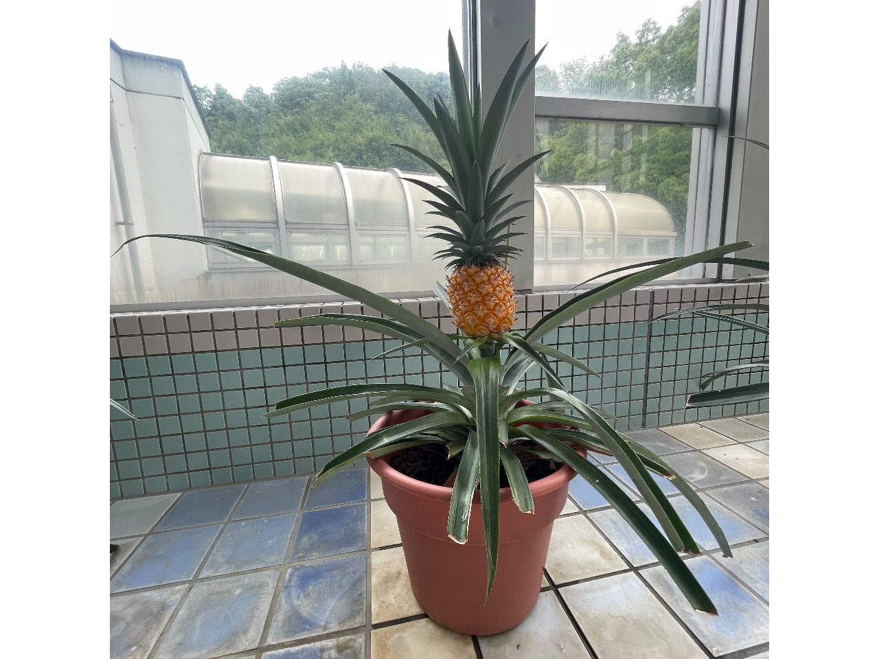 �v�[���T�C�h�Ńp�C�i�b�v�����͔|���Ă��܂��I