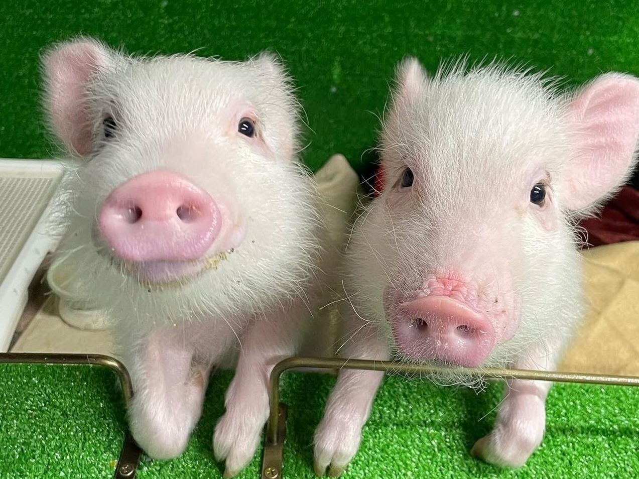 こぶたちゃんセット/俺の金の焼き芋 - じゃらん遊び体験