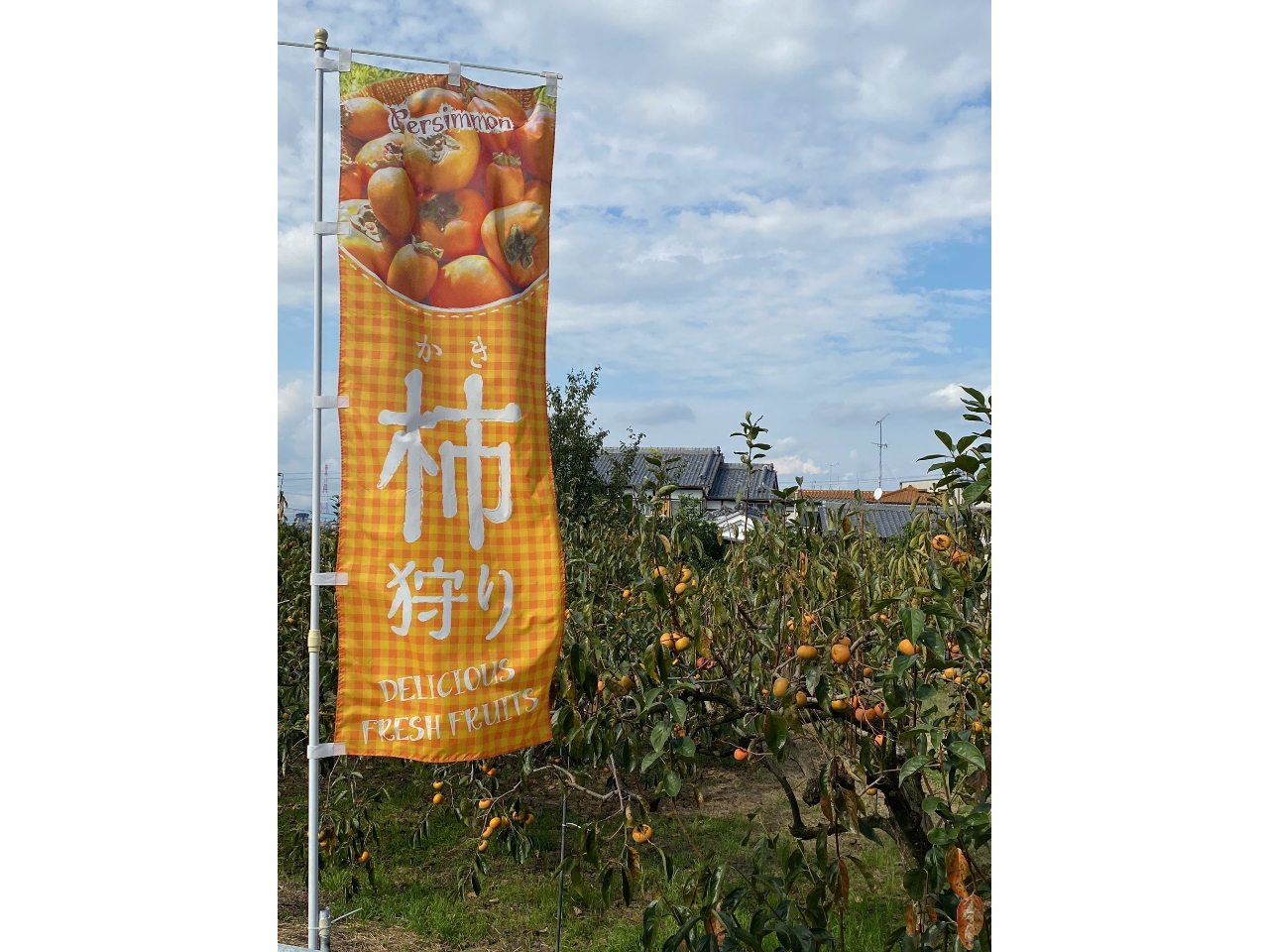 【美味しい柿狩り♪】《食べ放題!》採れたては香り良し♪美味しい柿をお好きなだけ堪...