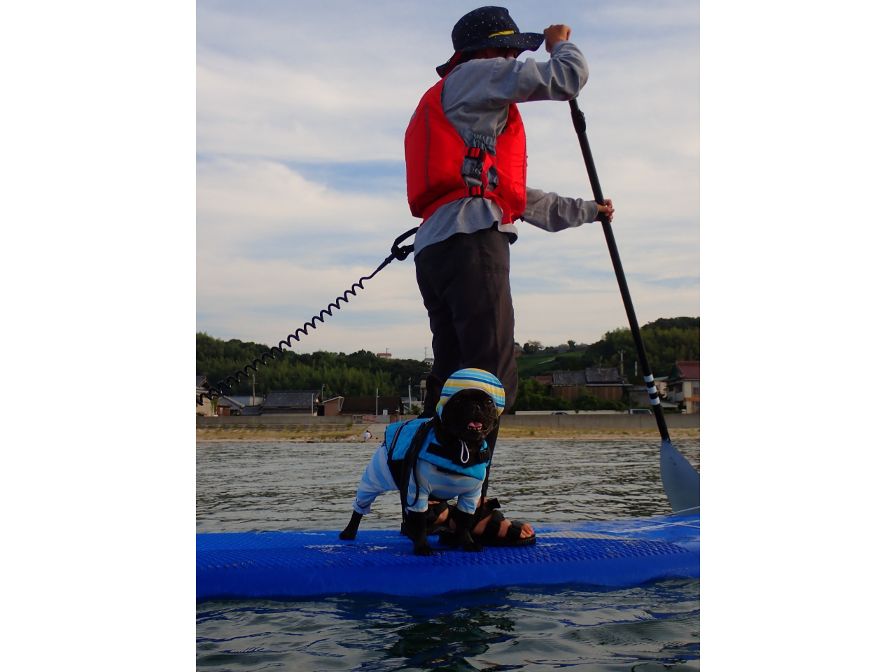 愛犬との同乗も人気☆