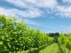 ぶどう畑です。