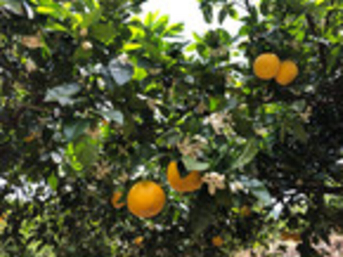 愛媛 愛南町 柑橘収穫体験 みかん農家の収穫を体験してみよう 獲った果物はその場で試食ok ファミリー お友達同士 カップルにおすすめ はなきファーム じゃらん遊び体験