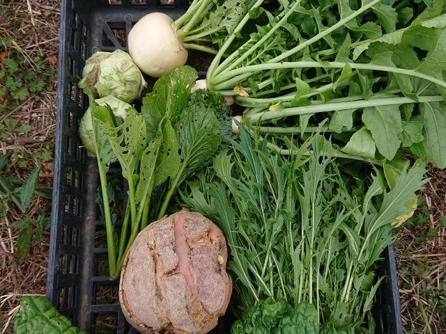 虫はいます。結構虫食い多いです。化学農薬は通常よりは少ないですが、使ってます。