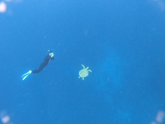 運がよければ深場でウミガメと一緒に泳いだりもできます。
