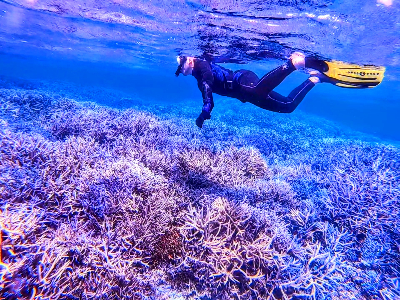 宮古島／シュノーケリング】ビーチエントリーでサンゴ畑＆お魚天国プラン☆自由な時間で体験可能○ゲスト様の希望に答える完全オーダーメードツアー/宮古島カッフィーネ  - じゃらん遊び体験