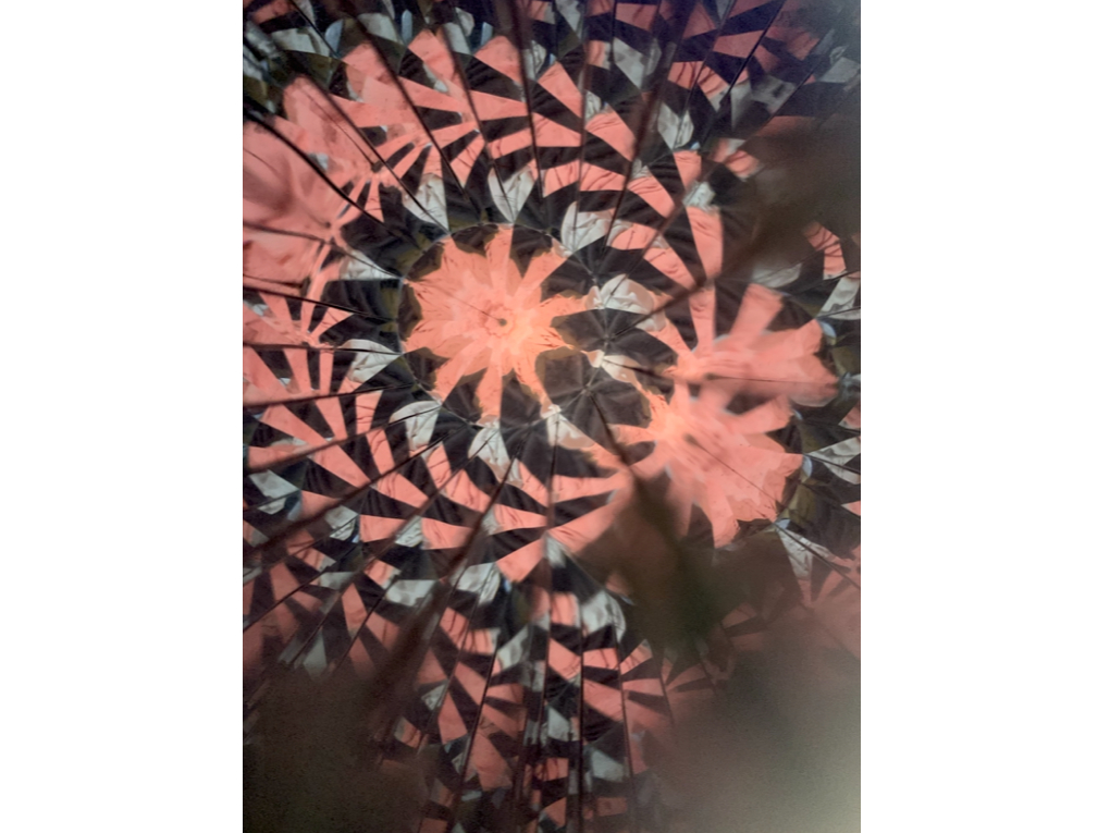 ���C�Ȃ�����̕��i���f�G�Ȗ͗l��