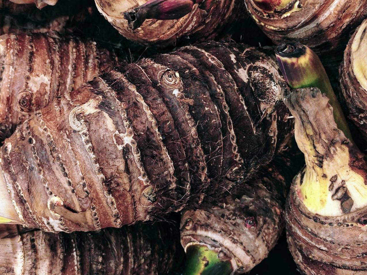 ���Ƃ����A�t�����ʂ������؎��H�̌��̗l�q