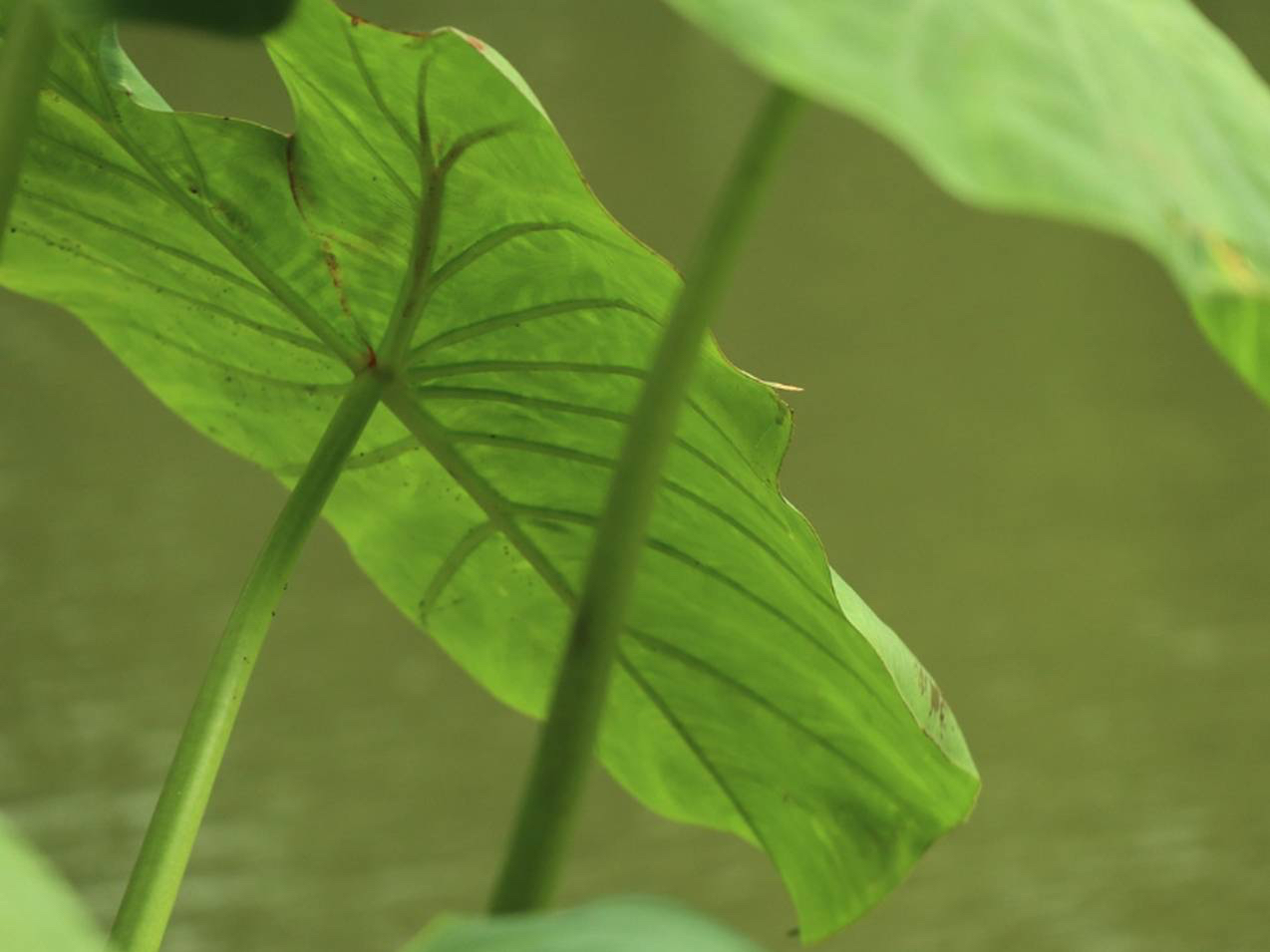 ���Ƃ����A�t�����ʂ������؎��H�̌��̗l�q