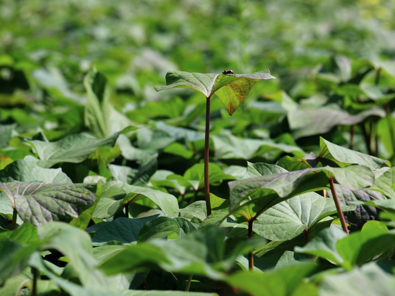 �����t�@�[�}�[�Y��y���̎ʐ^4