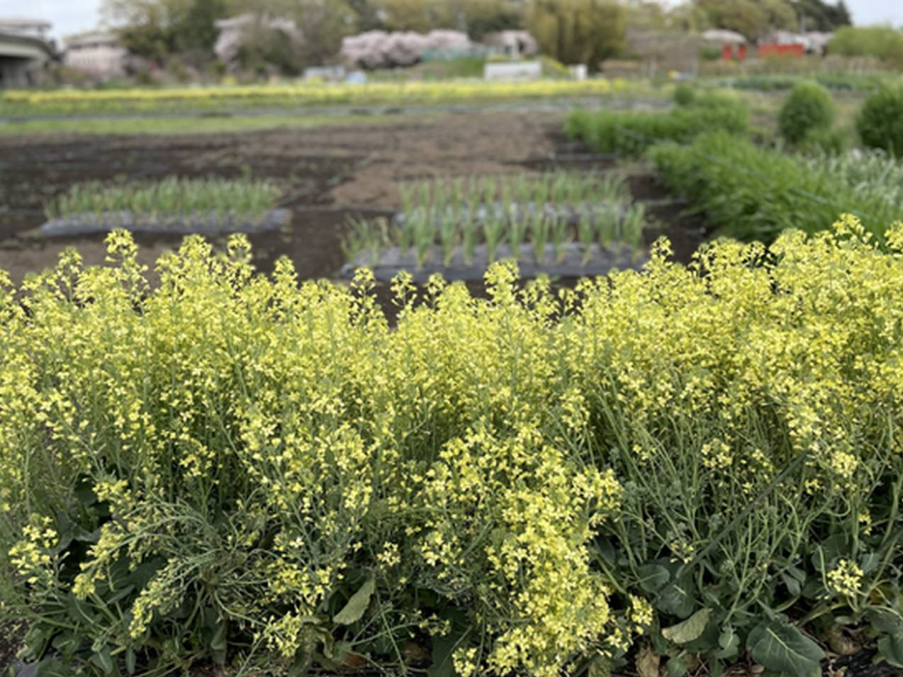 �T�c�}�C���A�t���E�x�r�[���[�t���n����؃s�U�̌��̗l�q