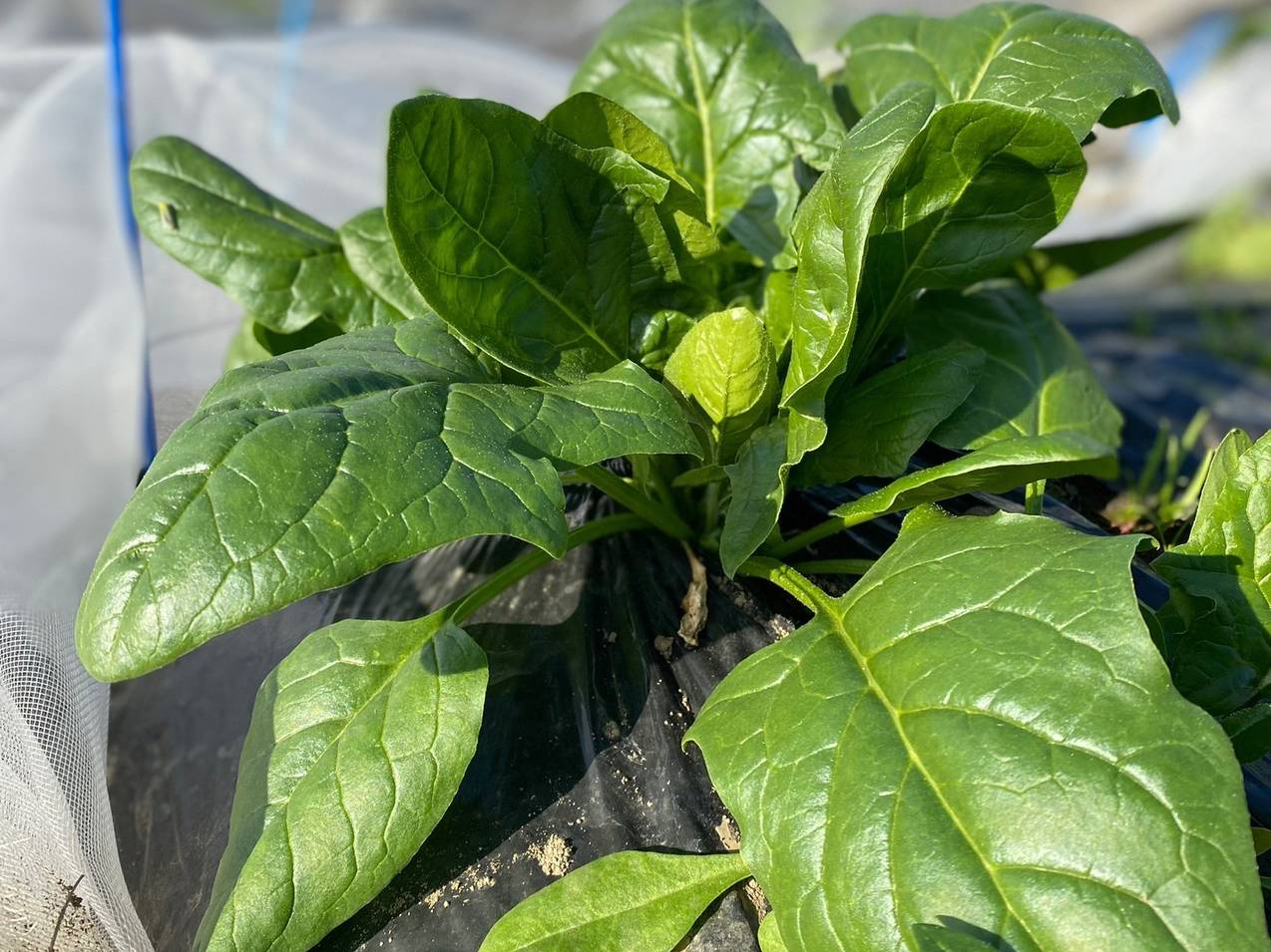 �T�c�}�C���A�t���E�x�r�[���[�t���n����؃s�U�̌��̗l�q