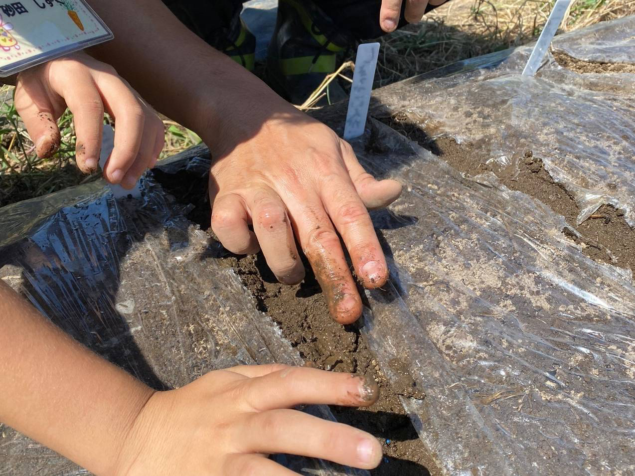 �T�c�}�C���A�t���E�x�r�[���[�t���n����؃s�U�̌��̗l�q