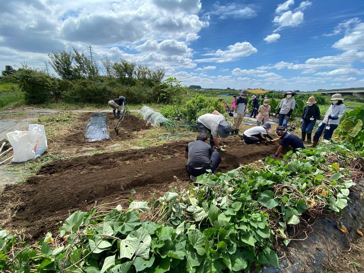 �T�c�}�C���A�t���E�x�r�[���[�t���n����؃s�U�̌��̗l�q