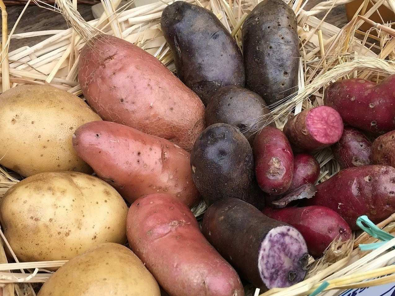 �W���K�C�����n�̌��̗l�q