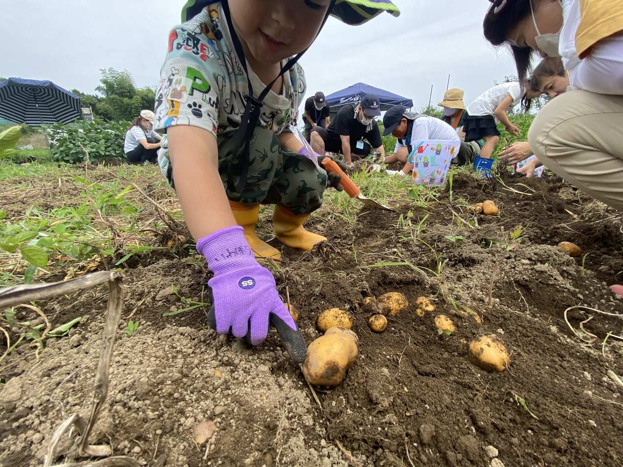 �W���K�C�����n�̌��̗l�q