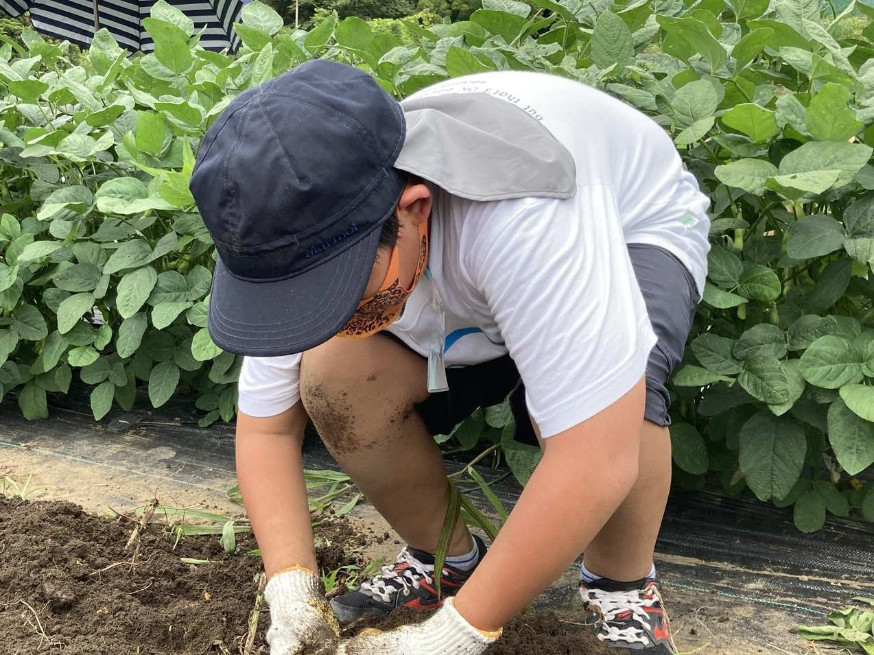 �W���K�C�����n�̌��̗l�q