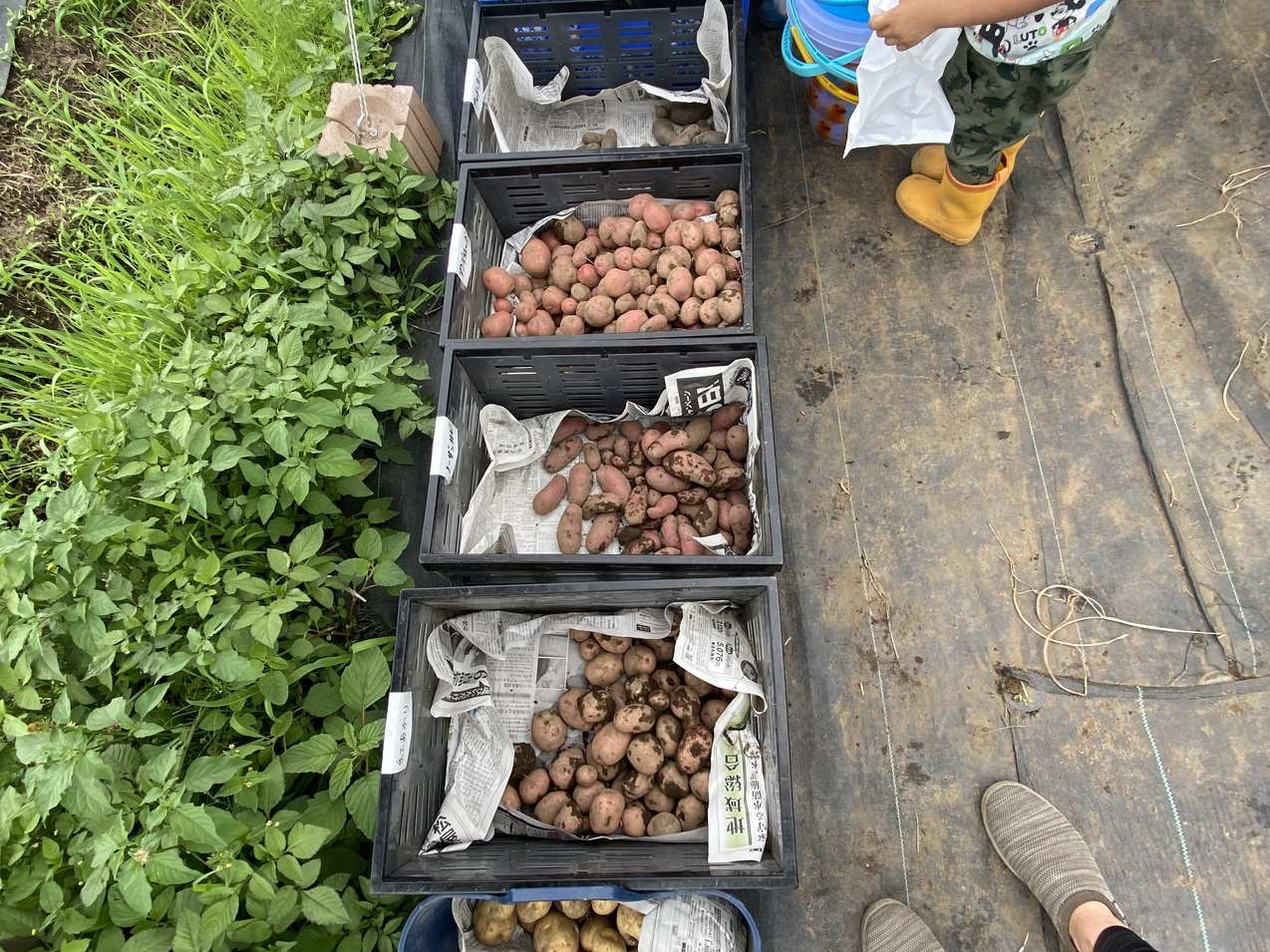 �W���K�C�����n�̌��̗l�q