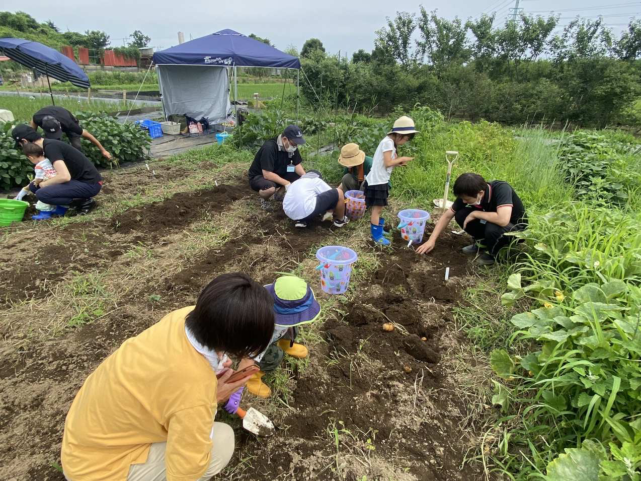 �W���K�C�����n�̌��̗l�q