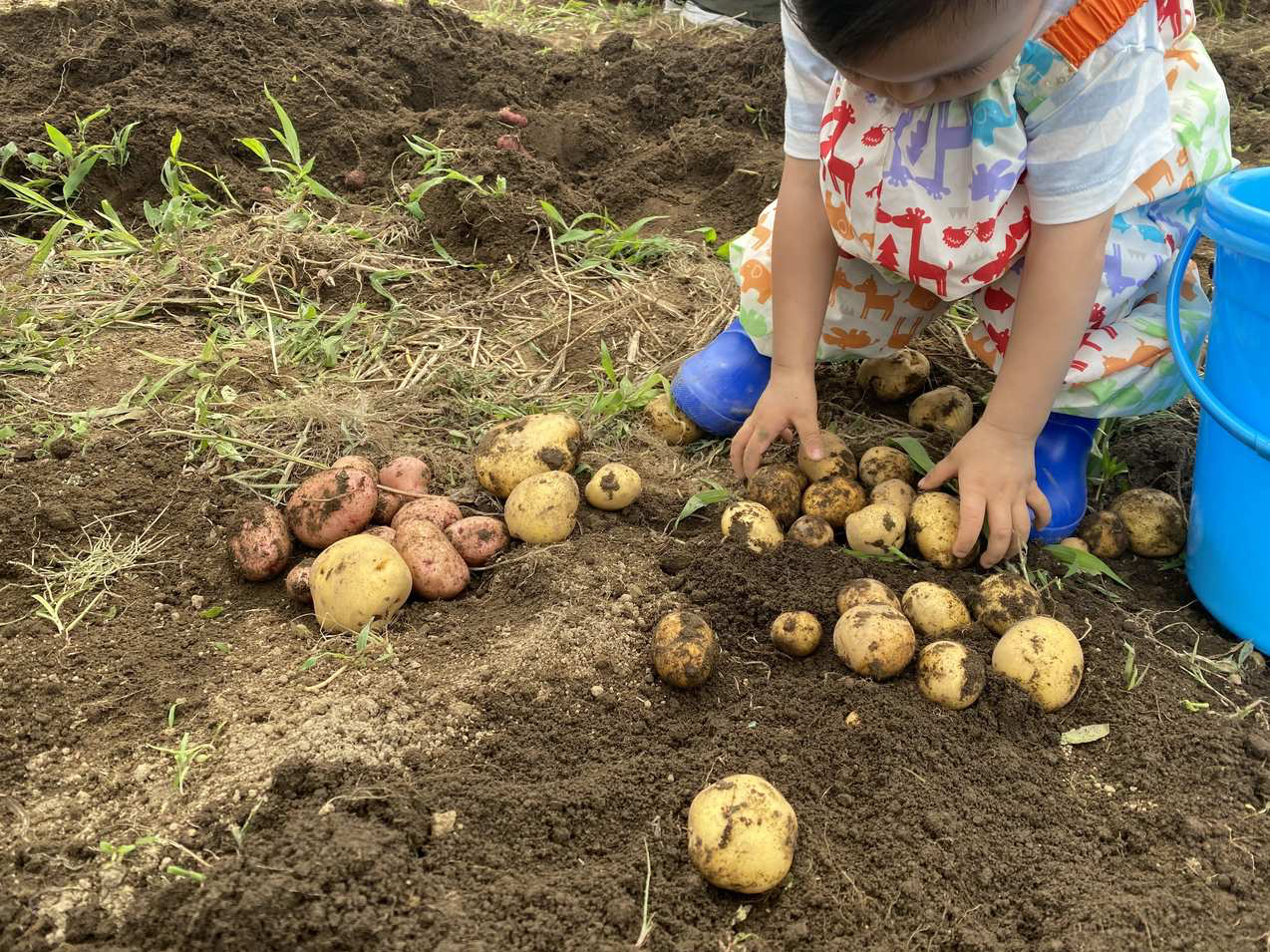 �W���K�C�����n�̌��̗l�q