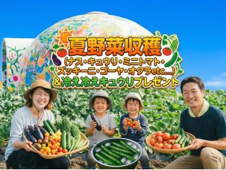 夏野菜収穫体験の様子