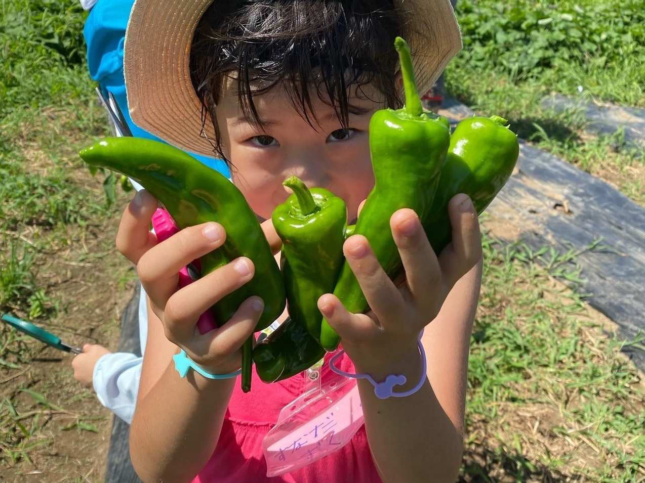 �Ė�؎��n�̌��̗l�q