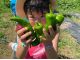 夏野菜収穫体験の様子