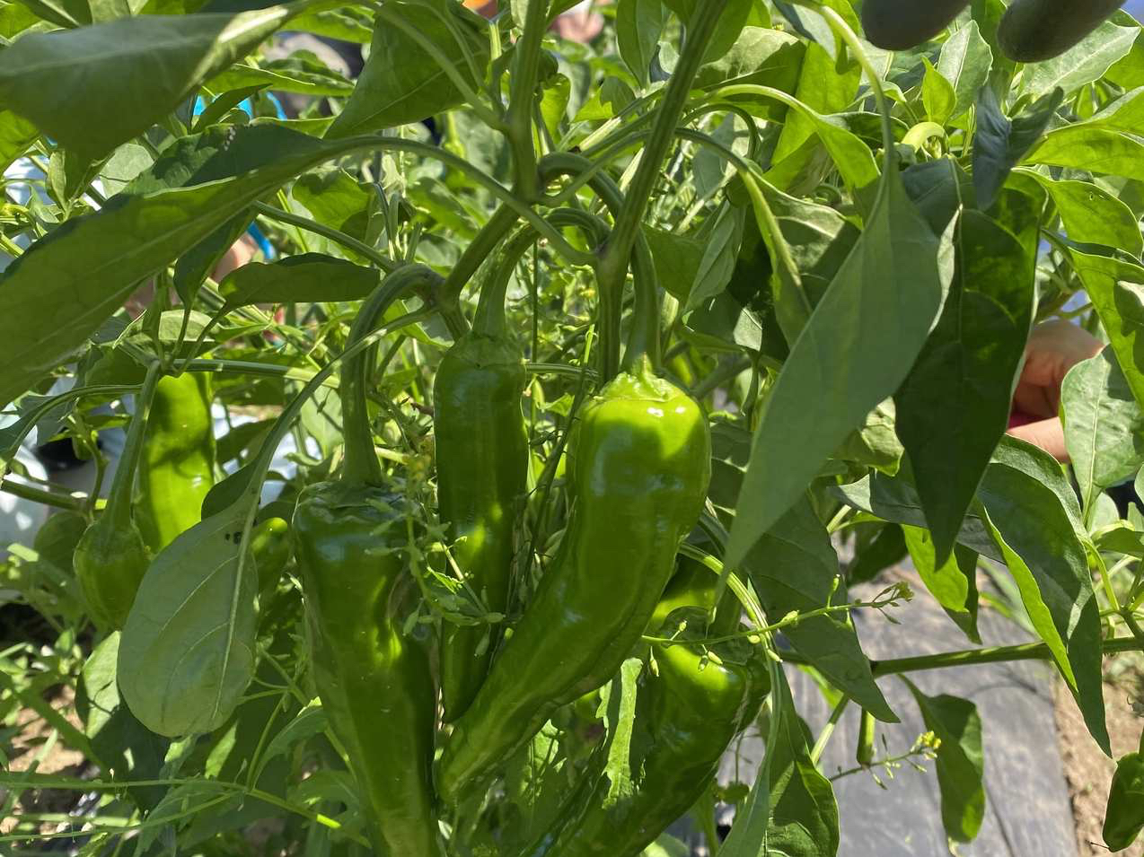 �Ė�؎��n�̌��̗l�q