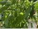 夏野菜収穫体験の様子