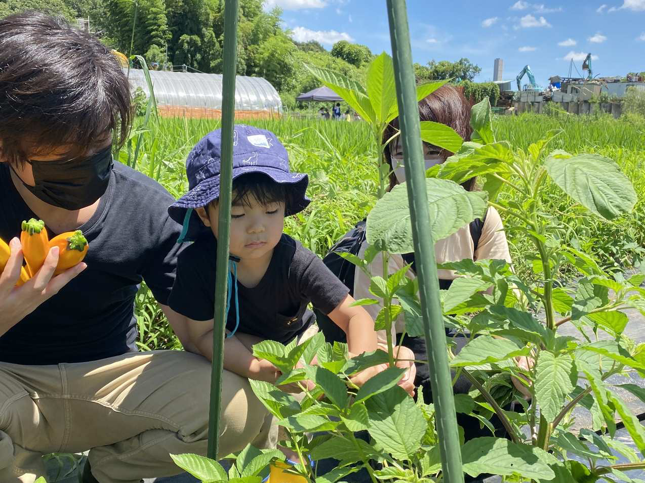 �Ė�؎��n�̌��̗l�q