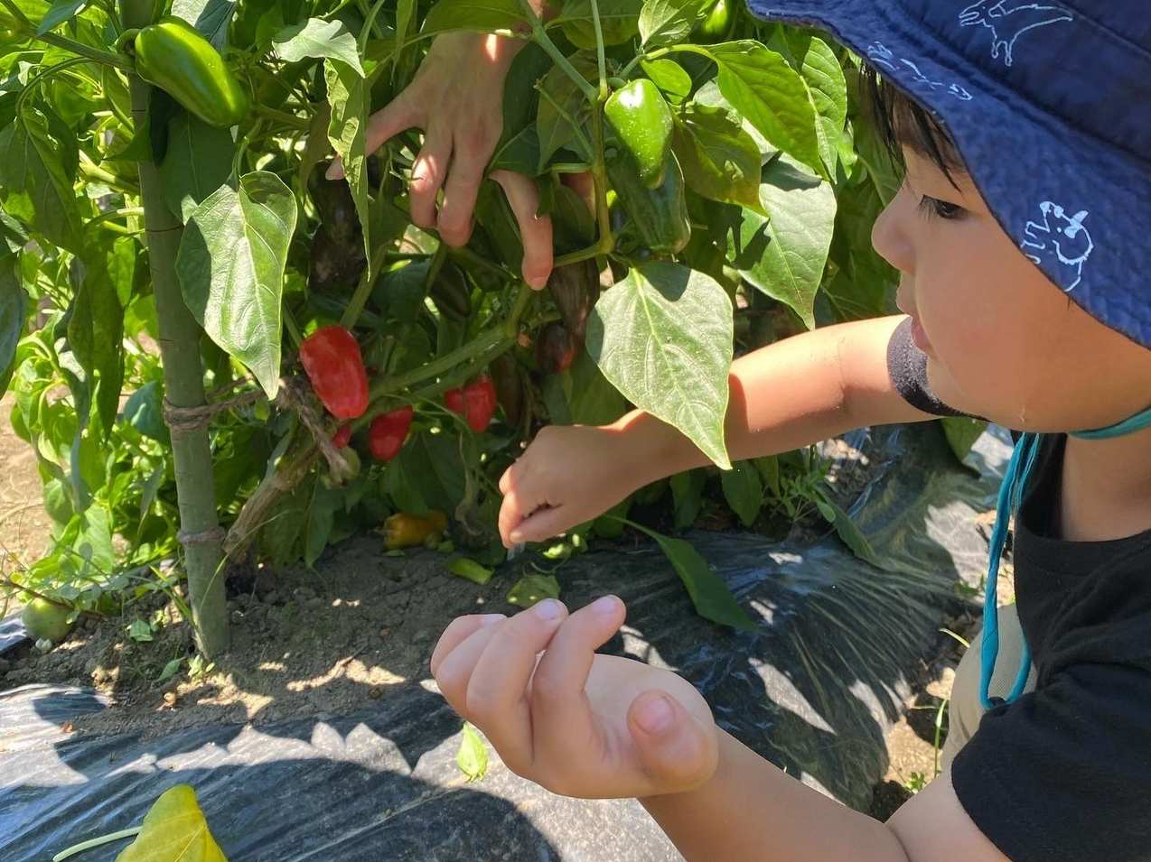 �Ė�؎��n�̌��̗l�q