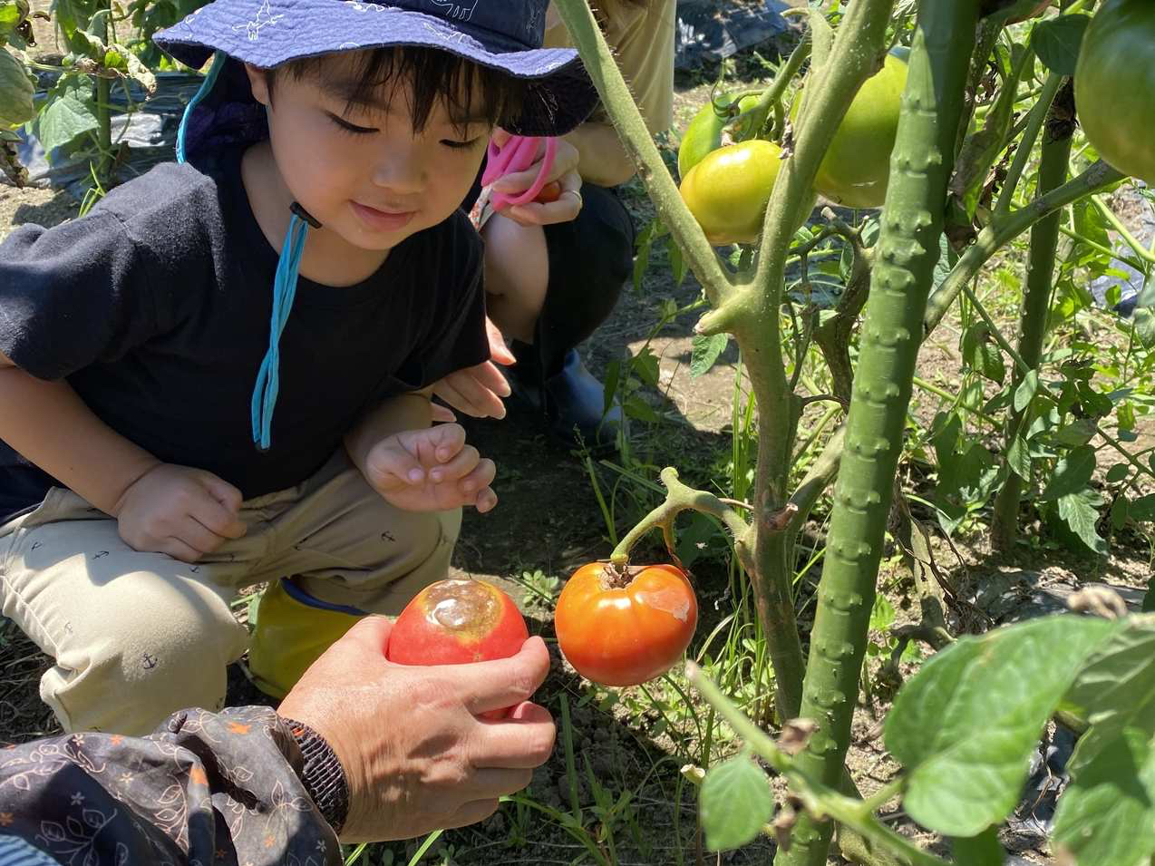 �Ė�؎��n�̌��̗l�q