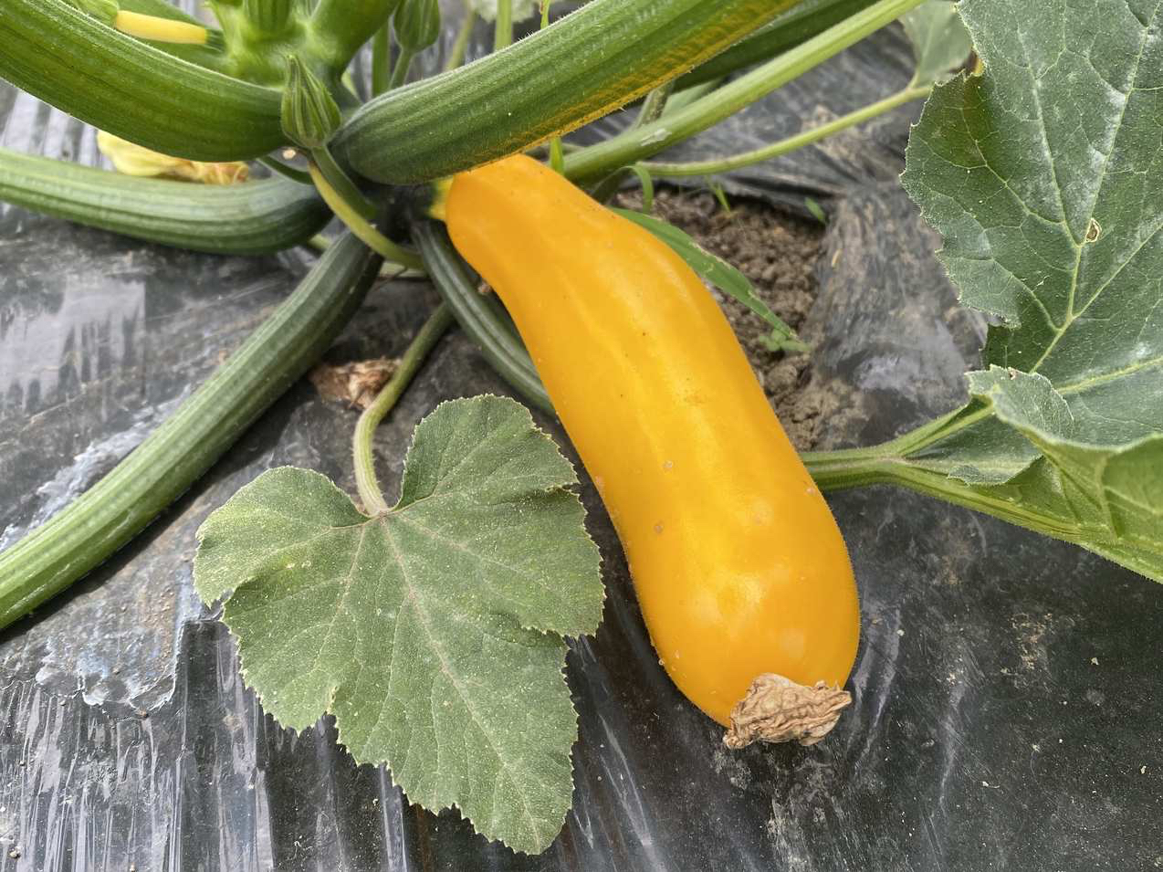 �Ė�؎��n�̌��̗l�q