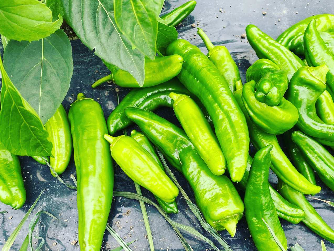 �Ė�؎��n�̌��̗l�q